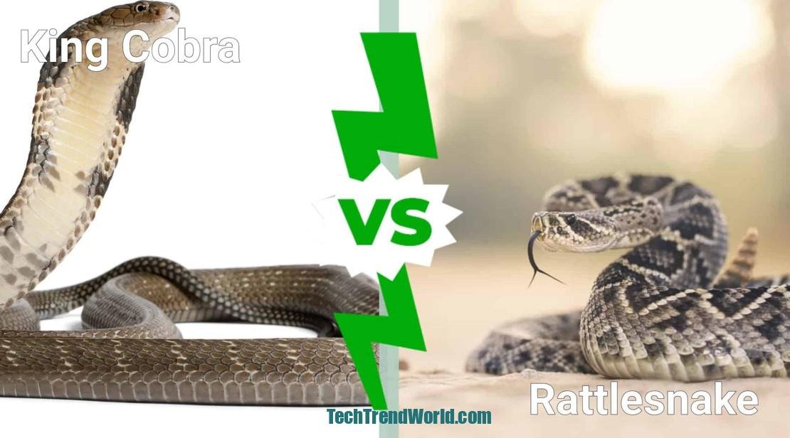 Rattlesnake vs. Other Snake Dreams Comparison Table
