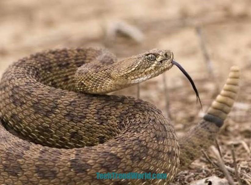  Rattlesnakes Show Up in Dreams