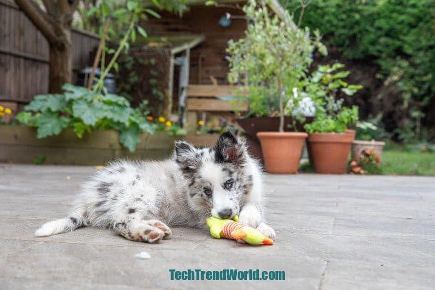 Resource Puppywise Matters