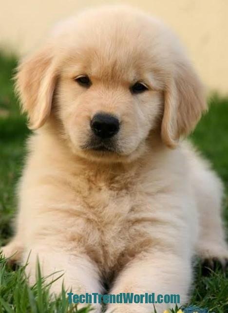 What Is Puppywise
